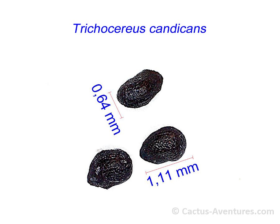 Trichocereus candicans San José de Jachal PR